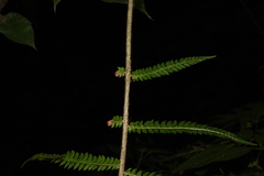 Polystichum discretum