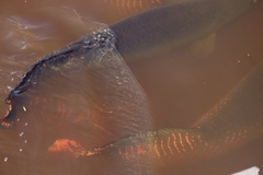 Arapaima gigas