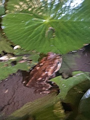 Rhinella horribilis