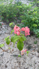 Mussaenda erythrophylla