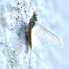 Baetidae