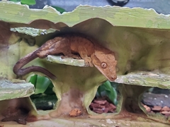 Correlophus ciliatus