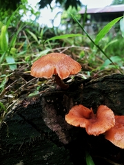 Gymnopilus lateritius