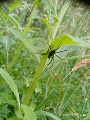 Pantopsalis