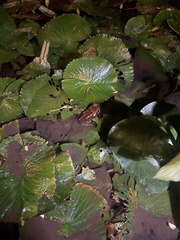 Rhinella horribilis
