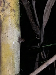 Eleutherodactylus coqui