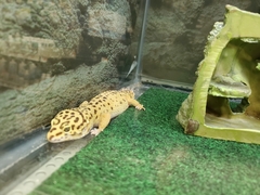 Eublepharis macularius