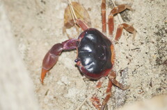 Gecarcinus lateralis