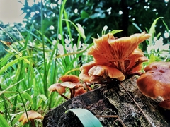 Gymnopilus lateritius