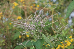 Eirmocephala brachiata