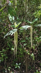Myriocarpa longipes