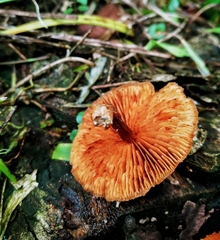 Gymnopilus lateritius