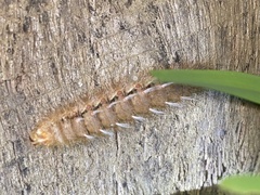 Trichiocercus sparshalli