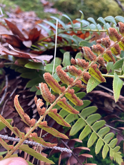 Polystichum imbricans