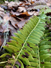 Polystichum imbricans