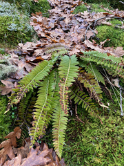 Polystichum imbricans