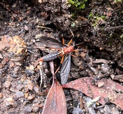 Leptotarsus clavatus