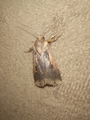 Feltia subterranea