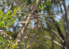 Petalura litorea