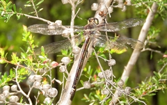 Petalura litorea