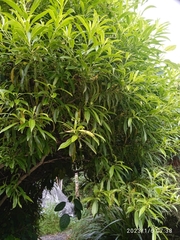 Melicytus lanceolatus