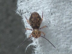 Ptenothrix