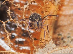 Ptenothrix