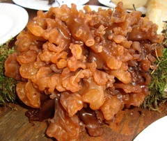 Phaeotremella frondosa