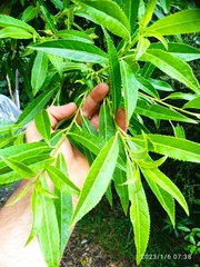 Melicytus lanceolatus