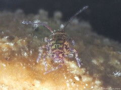 Ptenothrix marmorata