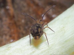 Ptenothrix