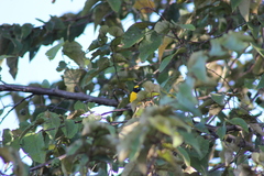 Euphonia affinis