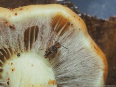 Ptenothrix
