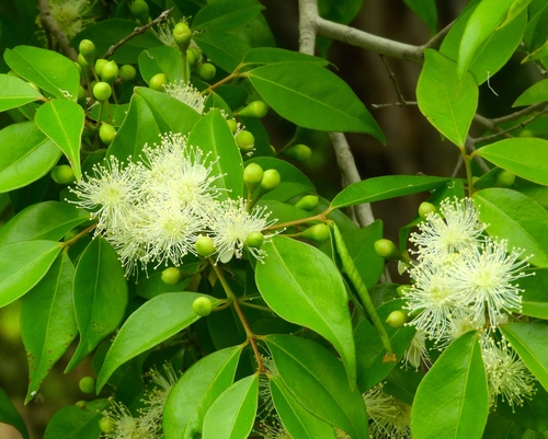 Psidium sartorianum (O.Berg) Nied.