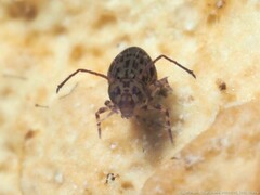 Ptenothrix marmorata