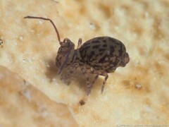 Ptenothrix marmorata