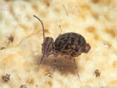 Ptenothrix marmorata