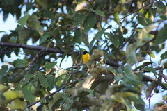 Euphonia affinis