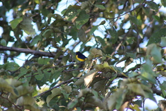 Euphonia affinis