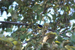 Euphonia affinis