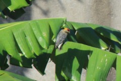 Melanerpes hoffmannii