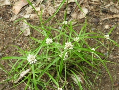 Cyperus tenerrimus