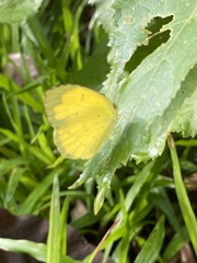 Eurema andersoni