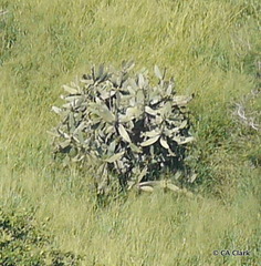 Consolea moniliformis