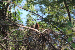 Columbina talpacoti
