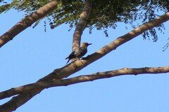 Melanerpes hoffmannii