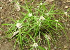 Cyperus tenerrimus