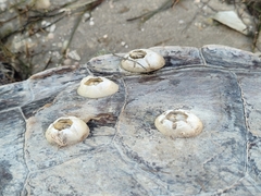 Chelonibia testudinaria