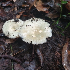 Russula iterika