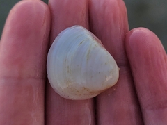 Laevicardium serratum